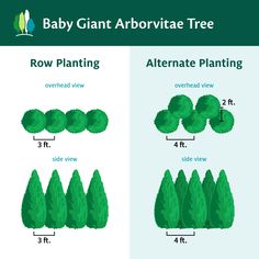 the baby giant arborite tree is shown in three different stages, and shows how it grows