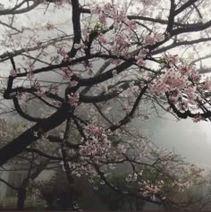 a tree with lots of pink flowers on it