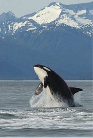 an orca jumping out of the water with mountains in the background