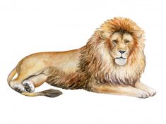 a watercolor painting of a lion laying down