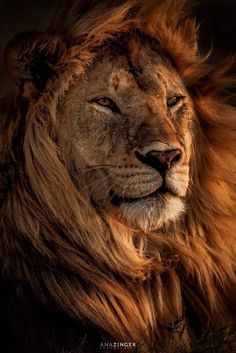 a close up photo of a lion's face