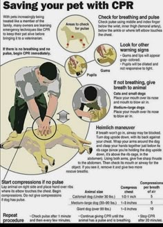 a poster with instructions on how to use the pet