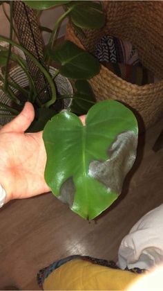 a person's hand holding a large green leaf in front of a houseplant