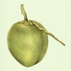 a drawing of an apple that is green with leaves on the top and bottom half