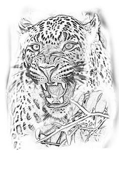 a black and white drawing of a tiger