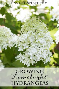 white flowers with the words growing limelight hydrangeas