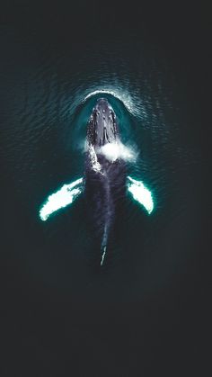 an aerial view of a humpback whale in the ocean