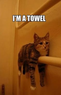 a cat is standing on the edge of a toilet rail and looking at the camera