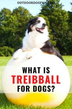 a dog sitting on top of an inflatable ball that says, what is treebball for dogs?