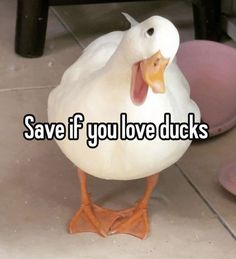 a duck with its mouth open and the words save if you love ducks