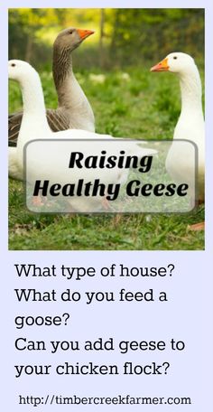 an advertisement for raising healthy geese with two ducks in the grass and one duck on the ground