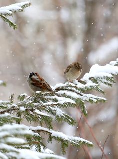 two birds sitting on top of a tree branch covered in snow