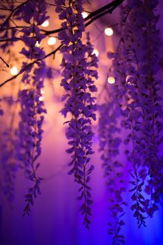 purple flowers are hanging from a branch with lights in the background