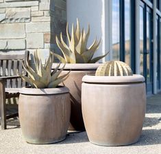 two large potted plants sitting next to each other