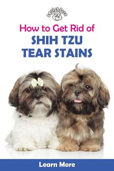 A common and sometimes stubborn Shih Tzu care problem is dog tear stains that build up and discolor the fur around their eyes. If not addressed, dog tear stains can cause dog health issues so in this blog post by Squishface, we're providing 5 underlyig causes of dog tear stians with dog tear stain removal tips and dog grooming supplies you'll love. Get these important dog care and dog grooming tips now for top notch Shih Tzu care!