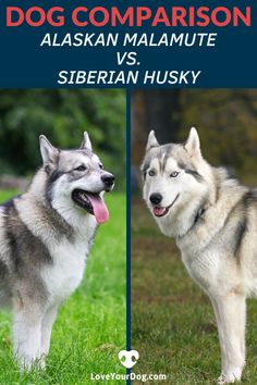 two husky dogs standing next to each other on top of a grass covered field with the words dog comparison alaskan malmute vs siberian husky