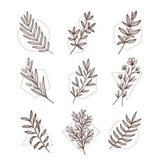 different types of leaves are shown in this drawing technique, which is easy to draw and can be used as an applique