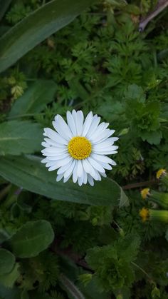 a white flower with yellow center surrounded by green leaves