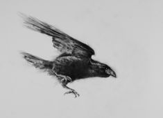 a black and white photo of a bird flying