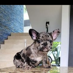 a small dog sitting on top of a table next to stairs and potted plant