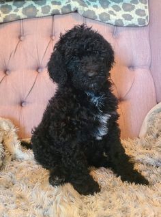 a small black dog sitting on top of a bed