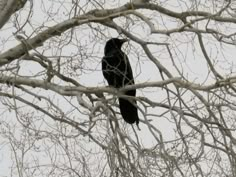 a black bird sitting on top of a tree branch in the snow, with no leaves