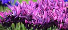 many purple flowers are growing in the grass