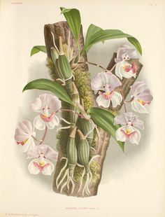 an illustration of orchids growing on a tree branch