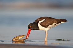 a black and white bird with a red beak eating something out of the water in front of it