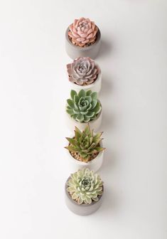 there are five succulents arranged in the shape of a vertical row on top of each other