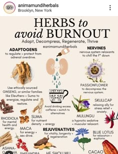 Herbs For Fatigue, Herbal Remedy Recipes, Ashwagandha Benefits For Women, Medicinal Wild Plants, Magickal Herbs, Avoid Burnout