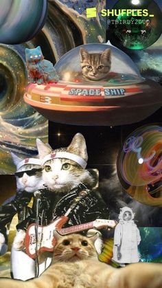 two cats are sitting in front of an image of a space ship and another cat is laying on the ground