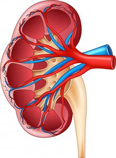 the heart and blood vessels are shown in this diagram