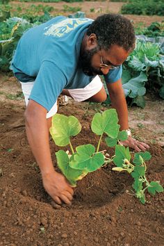 a man kneeling down in the dirt looking at a small plant with green leaves on it