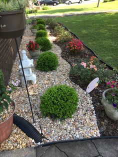 a garden filled with lots of different types of plants