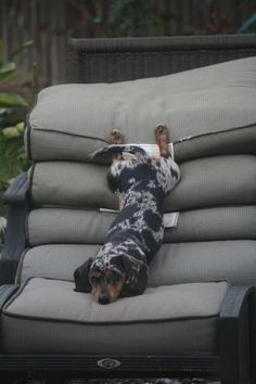 a black and brown dog laying on top of a pile of grey couches next to each other