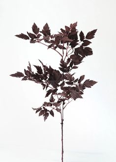 Plum Purple Cimicifuga Ramosa Foliage | Fake Fall Leaves | Afloral.com Fall Stem, Faux Flower Arrangements, Diy Fall Wreath, Leaf Garland, Autumn Wreaths, Fake Plants, Plum Purple, Leaf Flowers, Faux Plants