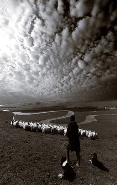 black and white photograph of a man herding sheep