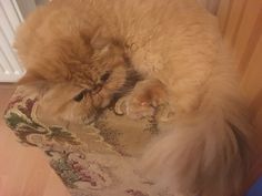 an orange cat laying on top of a rug