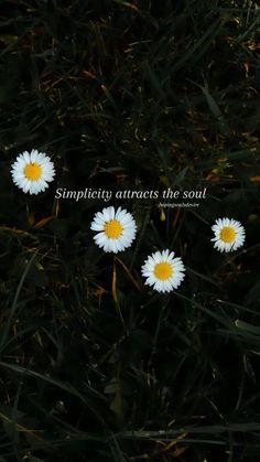 four daisies sitting in the grass with a quote written on it that says, simplicao attracts the soul