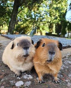 two brown and white guinea pigs sitting on top of a rock next to each other