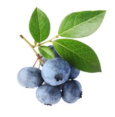 Fekete áfonya Fruit Reference, Floral Reference, Kristina Webb, Plant Reference, Blueberry Plant, Flower References, Food References, Fruits Photos