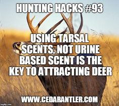 a deer standing in tall grass with the caption hunting hacks 3 using tarsal sents, not urine based scent is the key to attracting deer