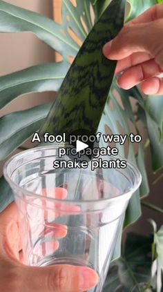 a person holding a knife over a glass filled with water and plants in the background