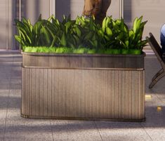 a man standing next to a planter filled with green plants