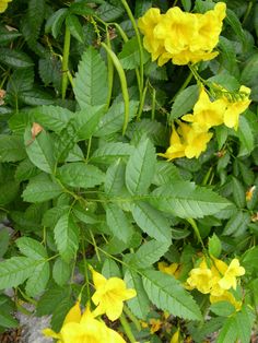 yellow flowers are blooming in the garden