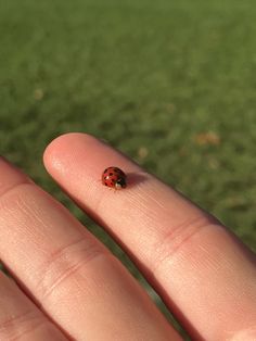 a ladybug sitting on the tip of a finger in front of some grass