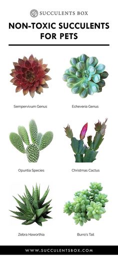 a poster with different types of succulents for pets