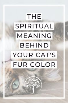 A headline reading: The Spiritual Meaning Behind Your Cat's Fur Color and a photo of a cute cat. Grey Cat Spiritual Meaning, Cats And Spirituality, Grey Cat Personality, Cat Colors Meaning, Cats Spirituality, Cat Spiritual Meaning, Cat Meaning, Black Cat Meaning, Cat Motorcycle