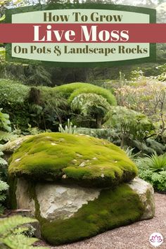 moss growing on rocks in a garden with text overlay saying how to grow live moss on